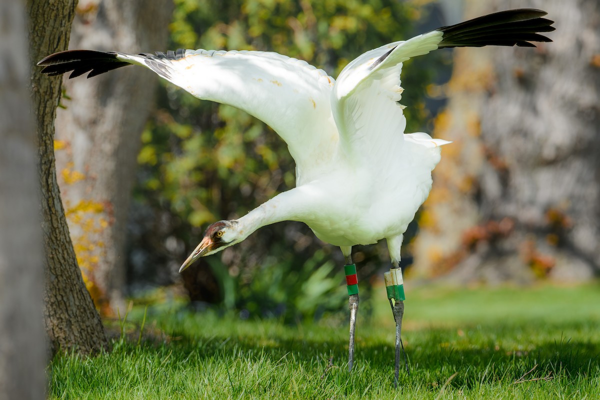 Whooping Crane - ML617930461