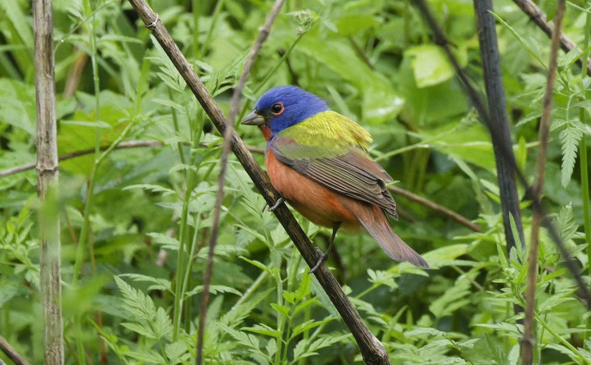 Painted Bunting - Ben Rippley