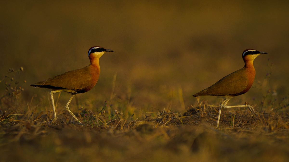 Indian Courser - Vipin Paul