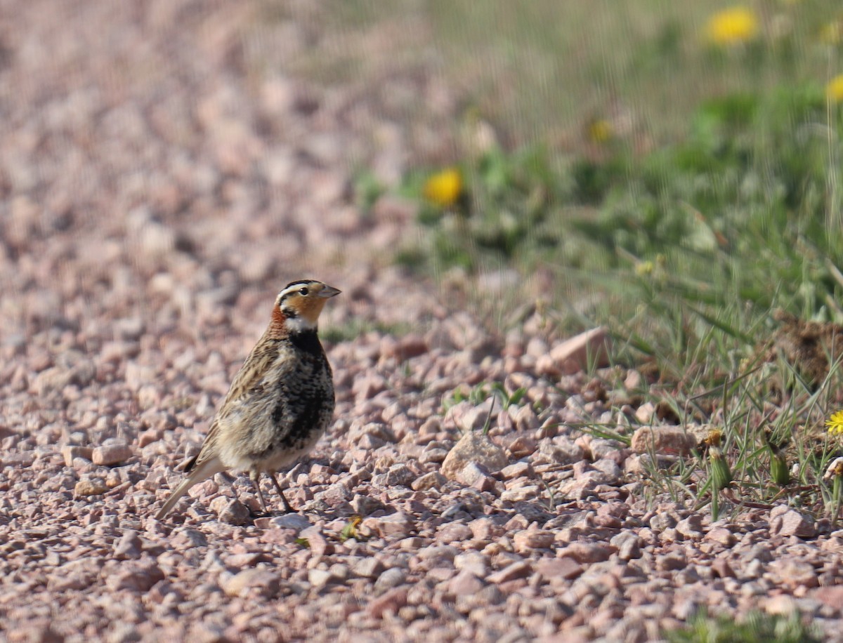 Chestnut-collared Longspur - BARBARA Muenchau