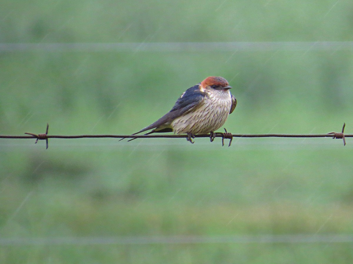Greater Striped Swallow - Andrew Cauldwell