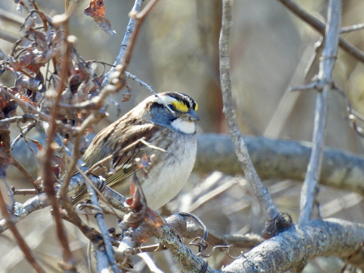 White-throated Sparrow - Marilyn Hubley