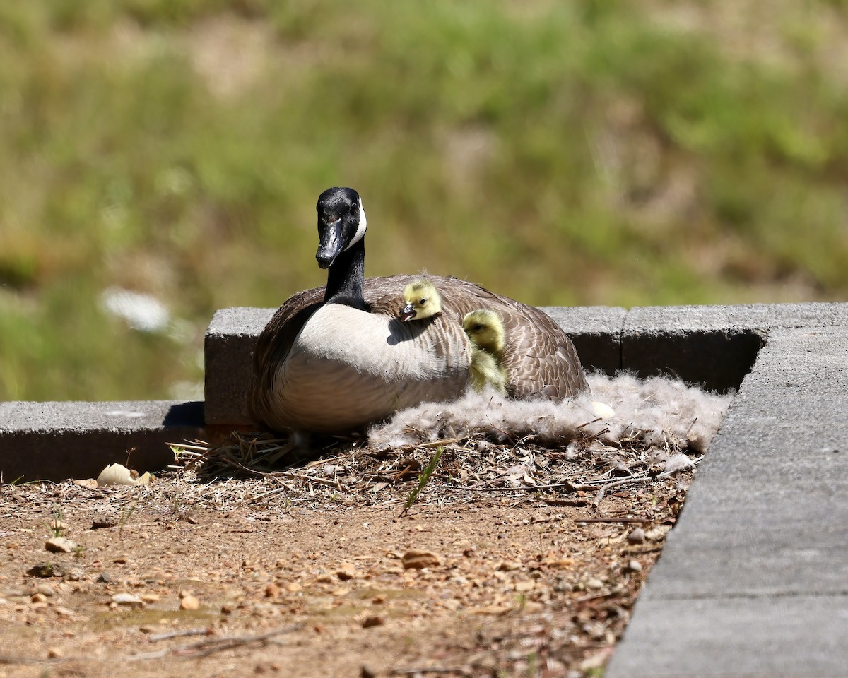 Canada Goose - ML617930586