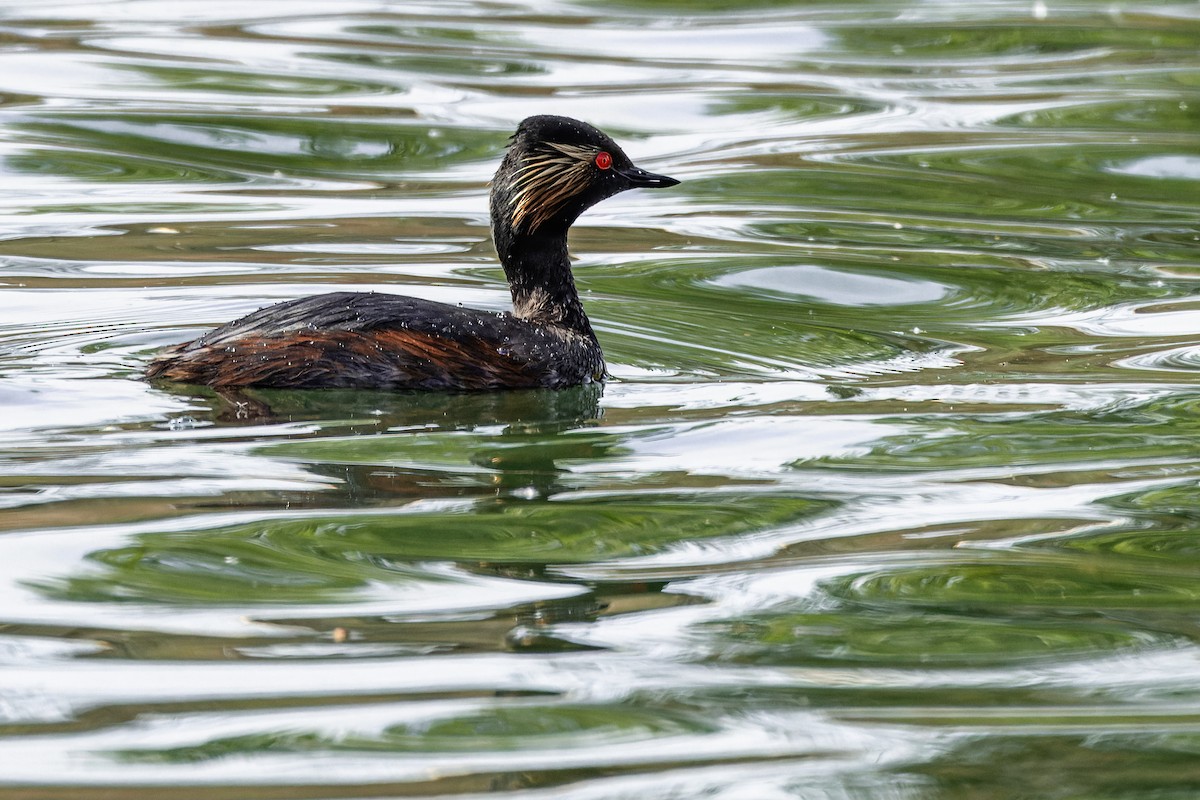 Eared Grebe - ML617930587