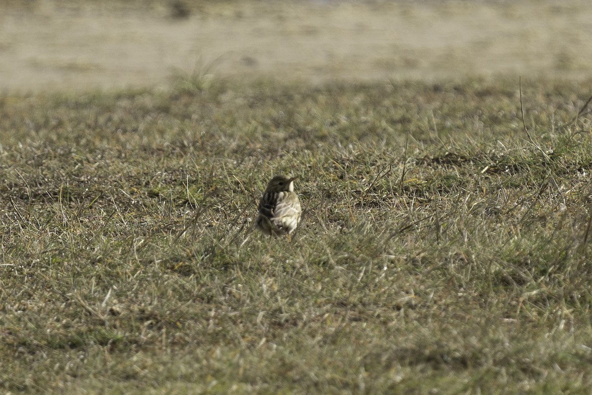 Meadow Pipit - ML617930589