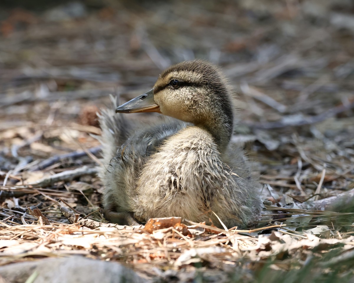 Mallard - ML617930592