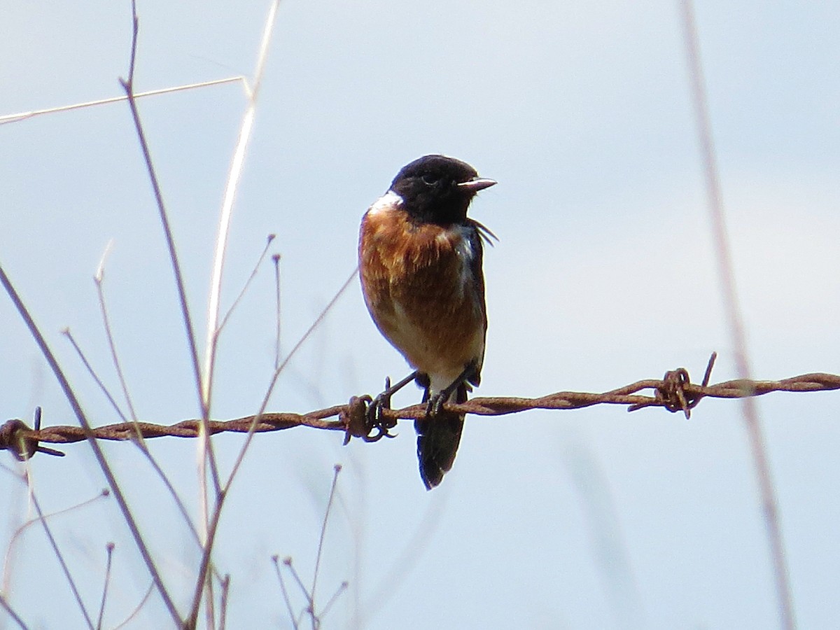 African Stonechat - Andrew Cauldwell