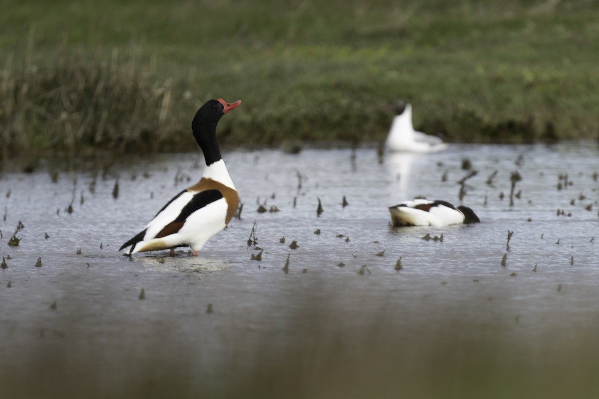 Common Shelduck - ML617930611