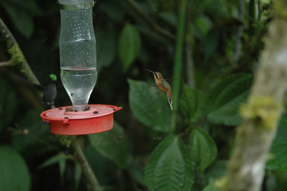 Серогорлый колибри-отшельник - ML617930612