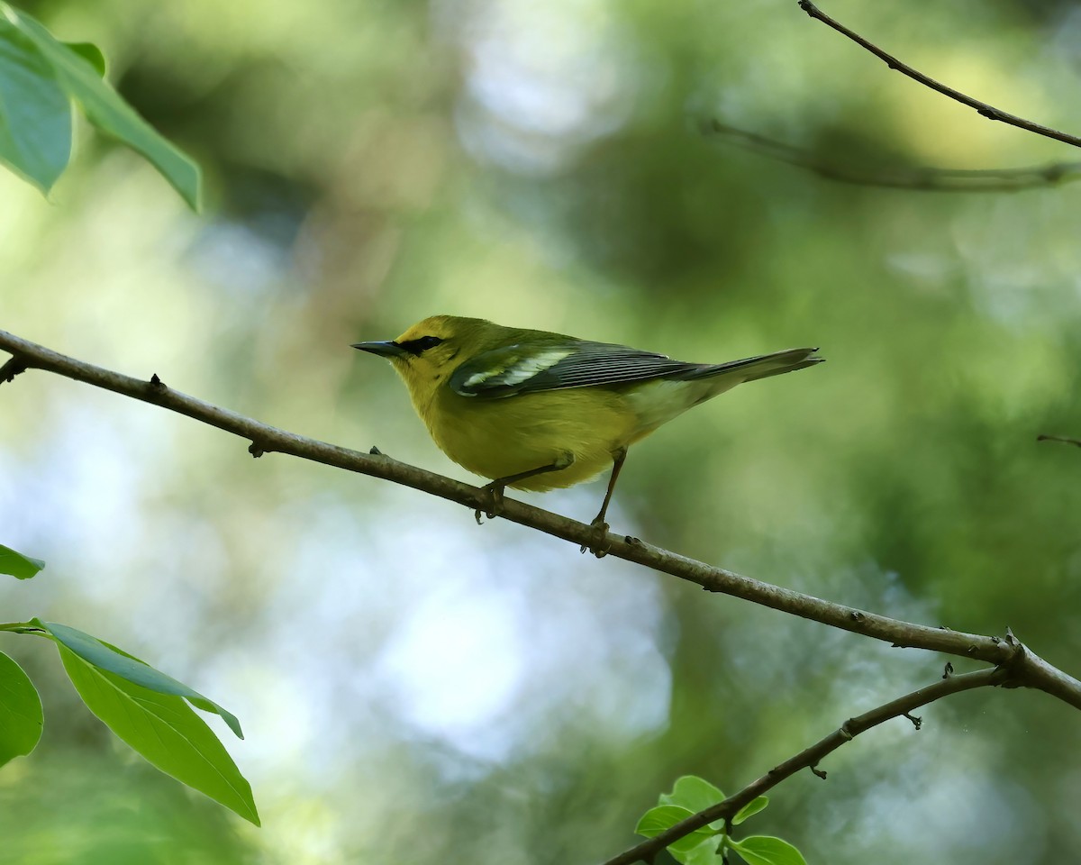 Blue-winged Warbler - ML617930618