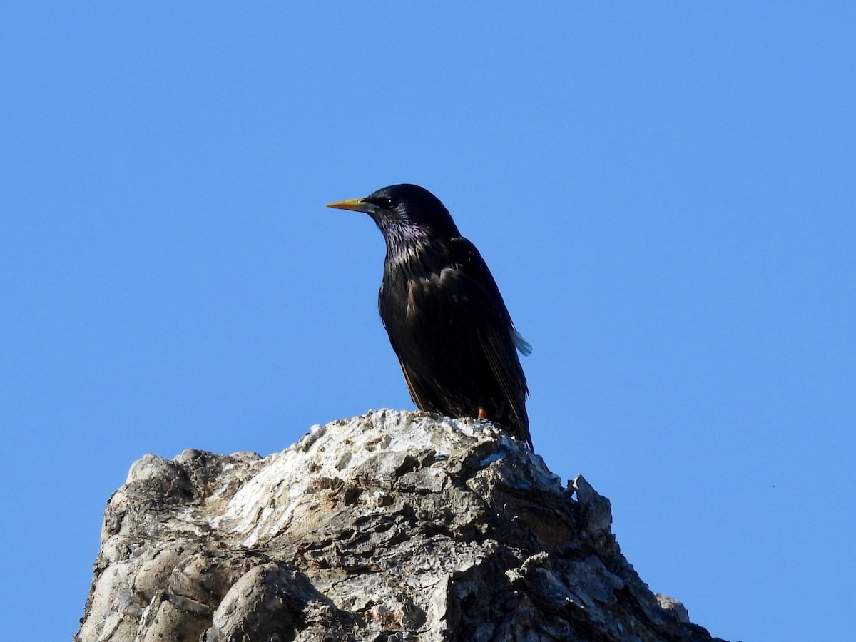 European Starling - Sandy and Stephen Birge