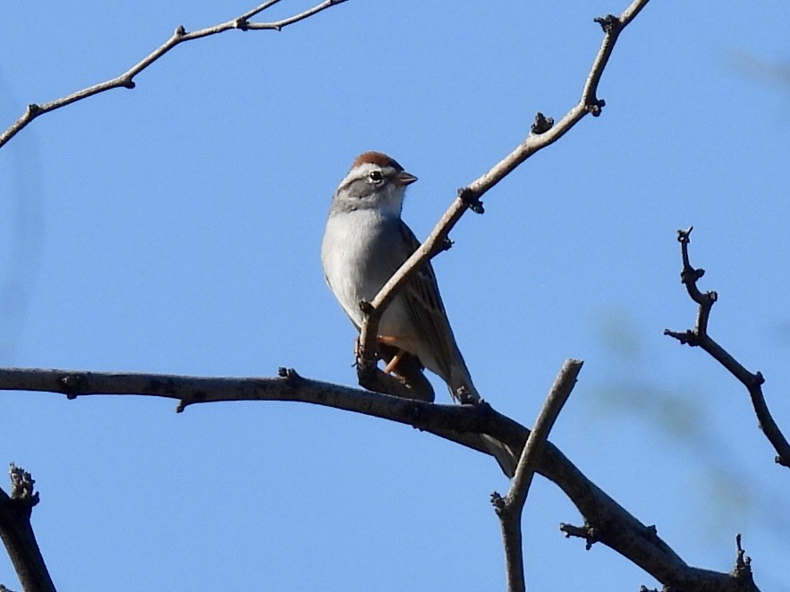 Chipping Sparrow - ML617930689