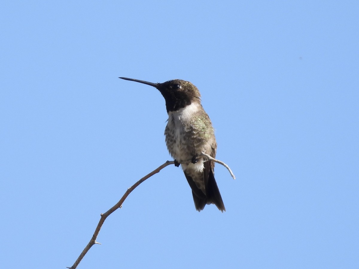 Black-chinned Hummingbird - ML617930714