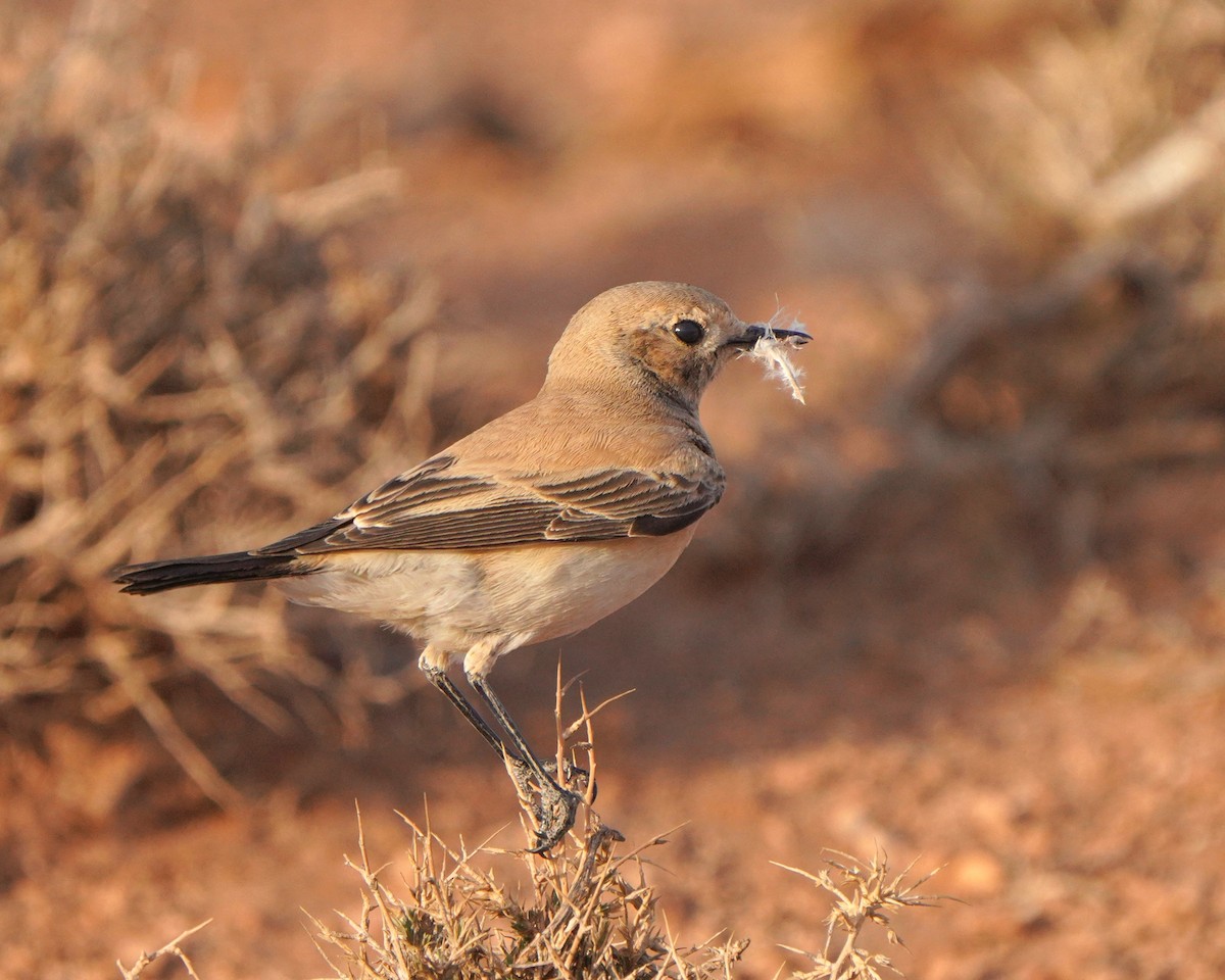 Desert Wheatear - ML617930717