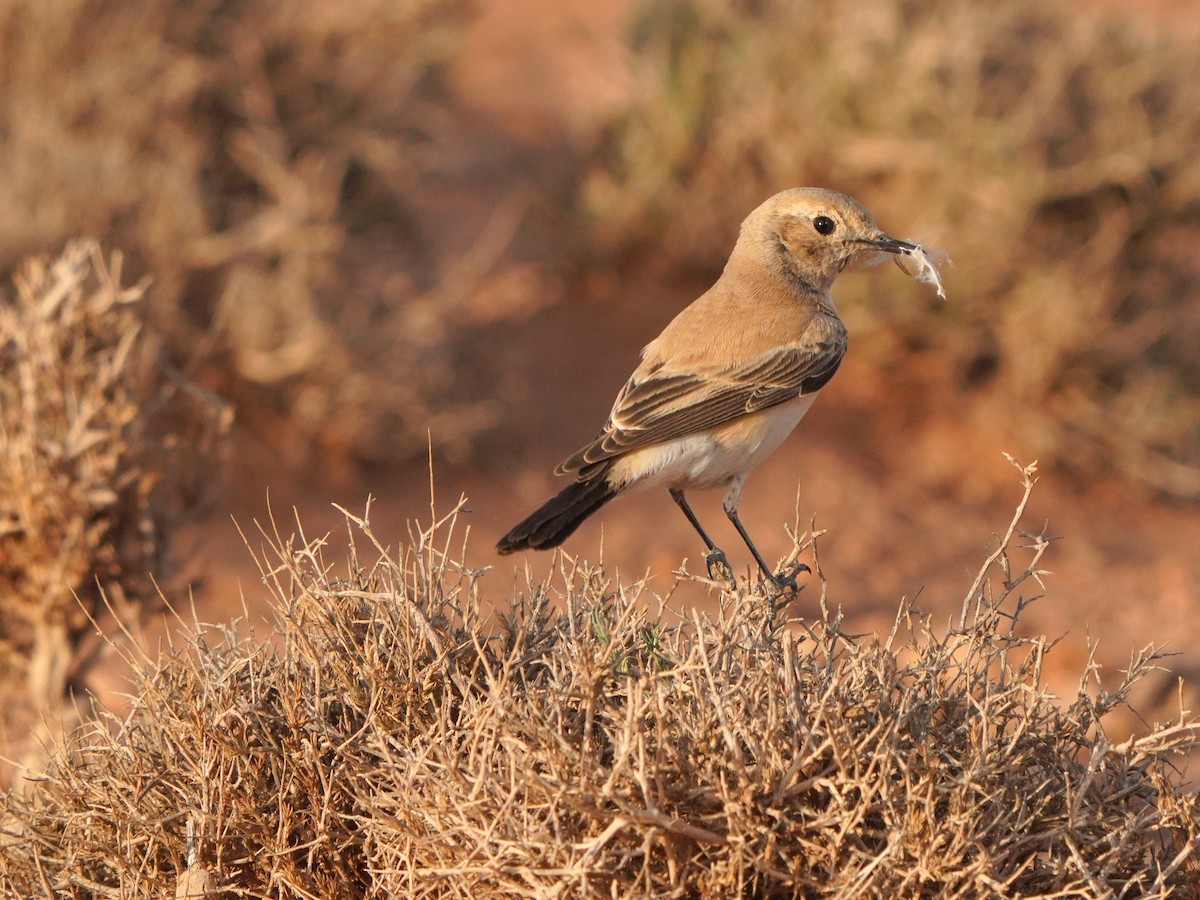 Desert Wheatear - ML617930718