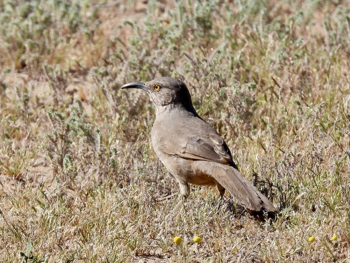 Curve-billed Thrasher - ML617930723