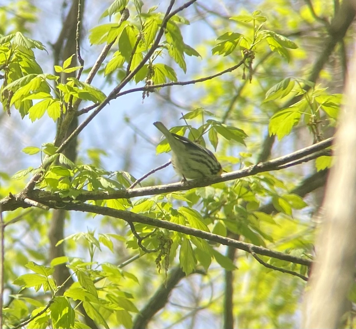 Yellow-throated Warbler - Patty & Kevin 👀👂🏻🦆 McKelvey