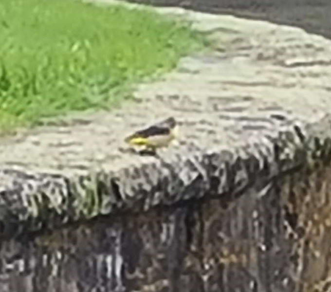 Gray Wagtail - ML617930755