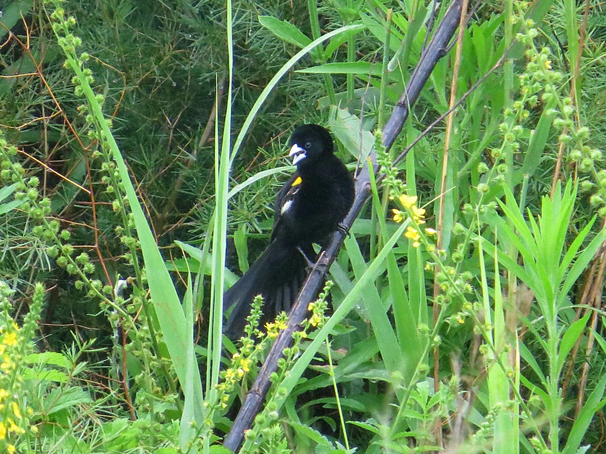 White-winged Widowbird - Andrew Cauldwell