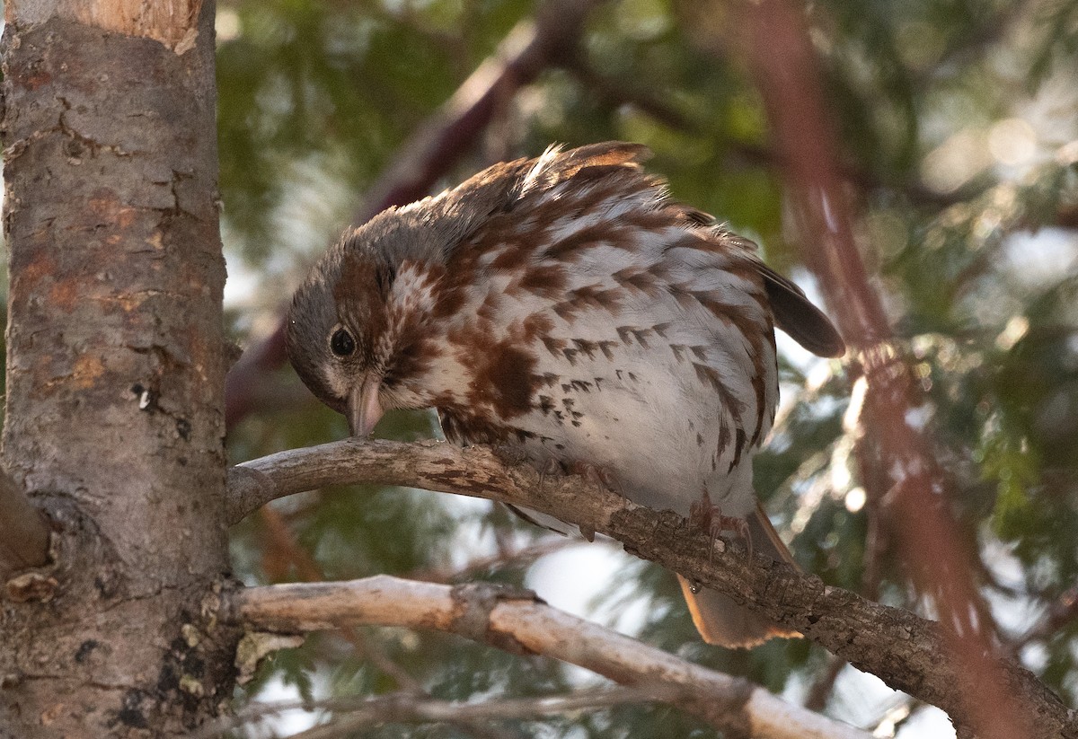 Fox Sparrow - Annie Lavoie