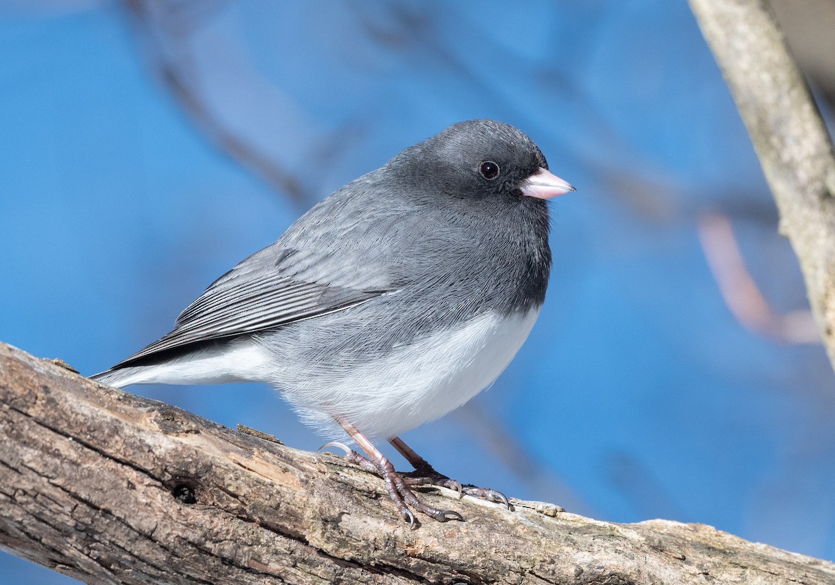 Dark-eyed Junco - Annie Lavoie