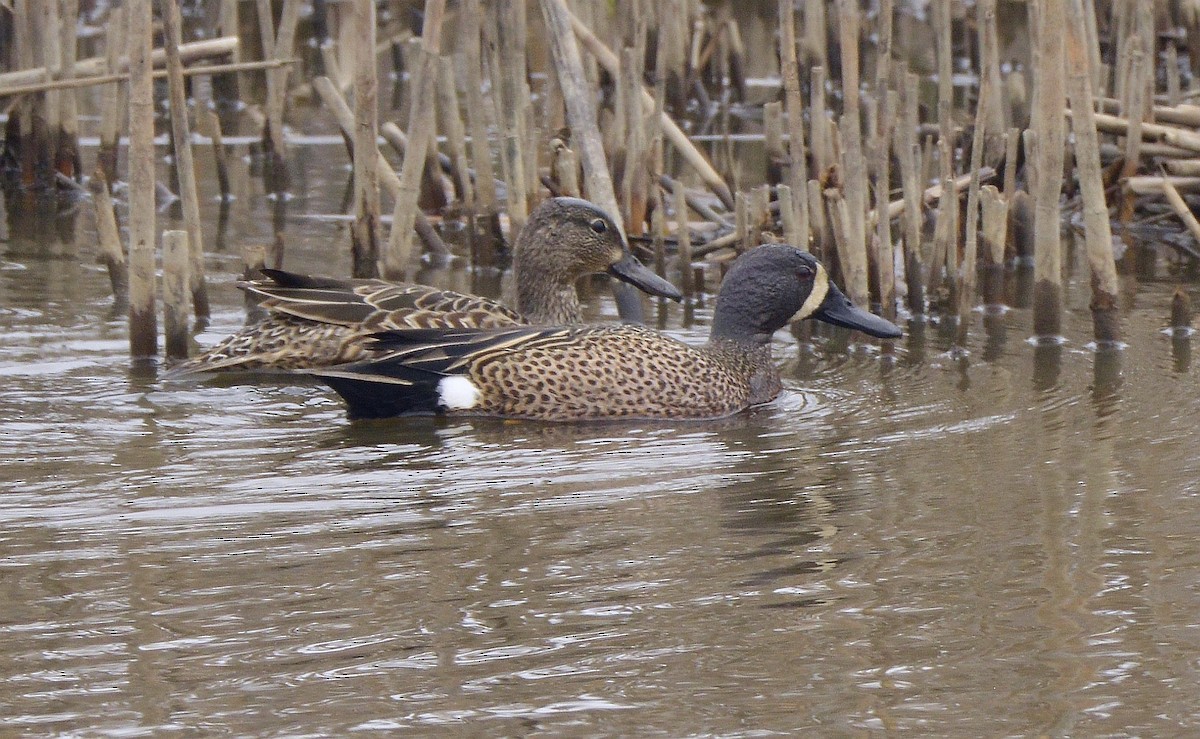 Blue-winged Teal - ML617930854