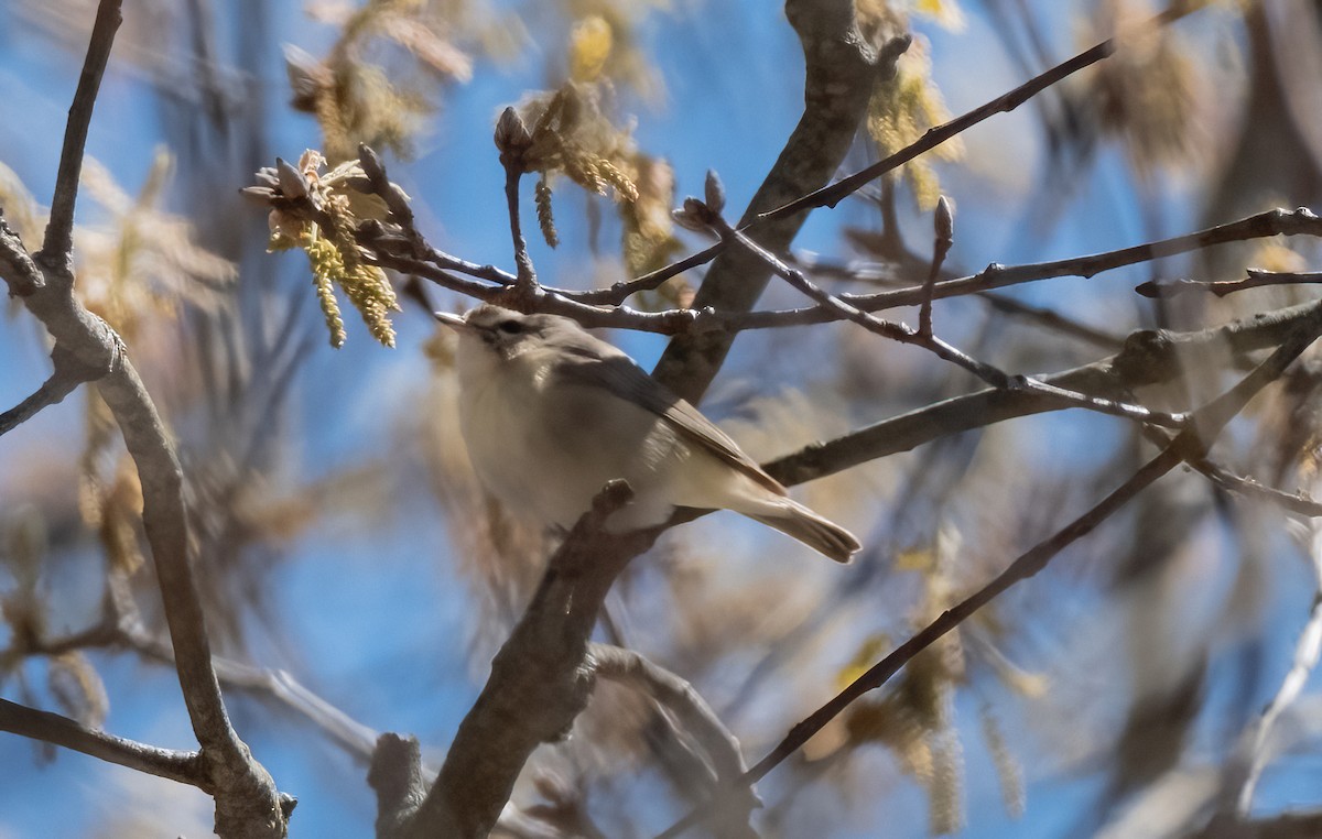 Warbling Vireo - ML617930879