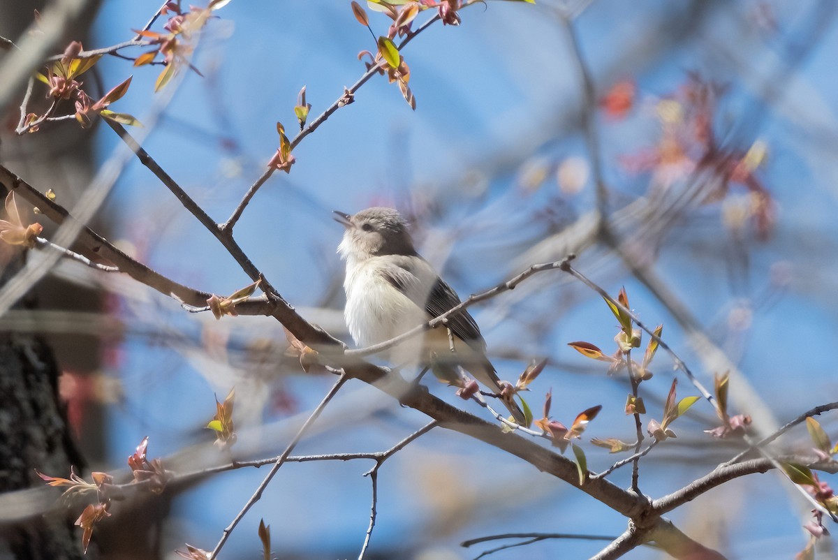 Ötücü Vireo - ML617930880