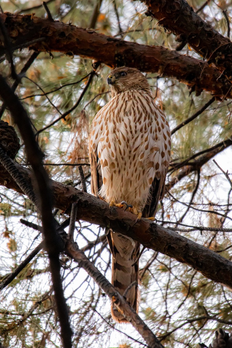 Cooper's Hawk - ML617930925