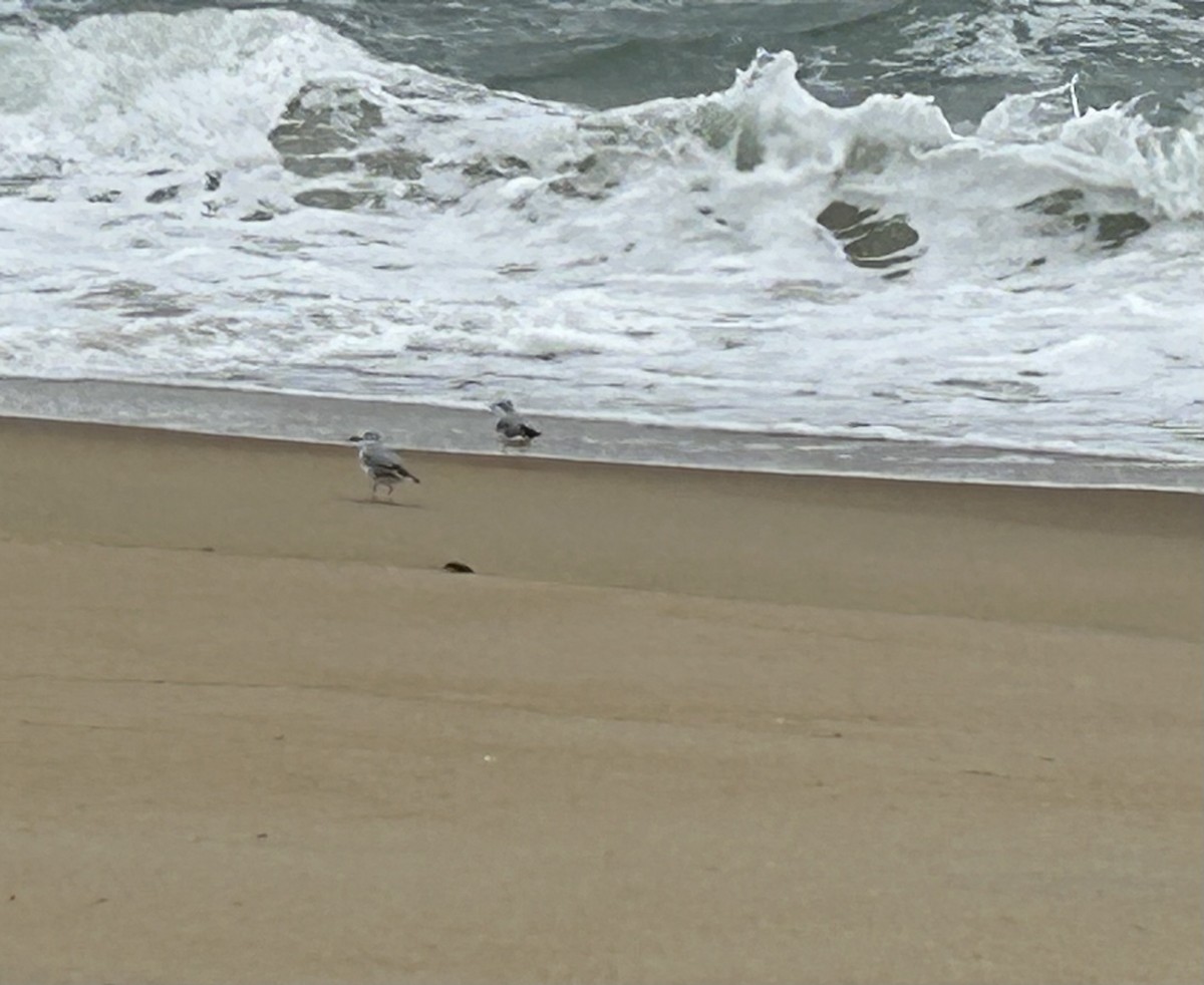 Bonaparte's Gull - ML617930942