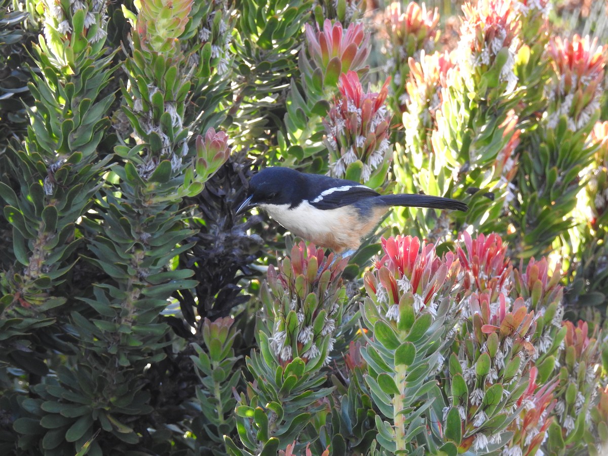 Southern Boubou - Marco Costa