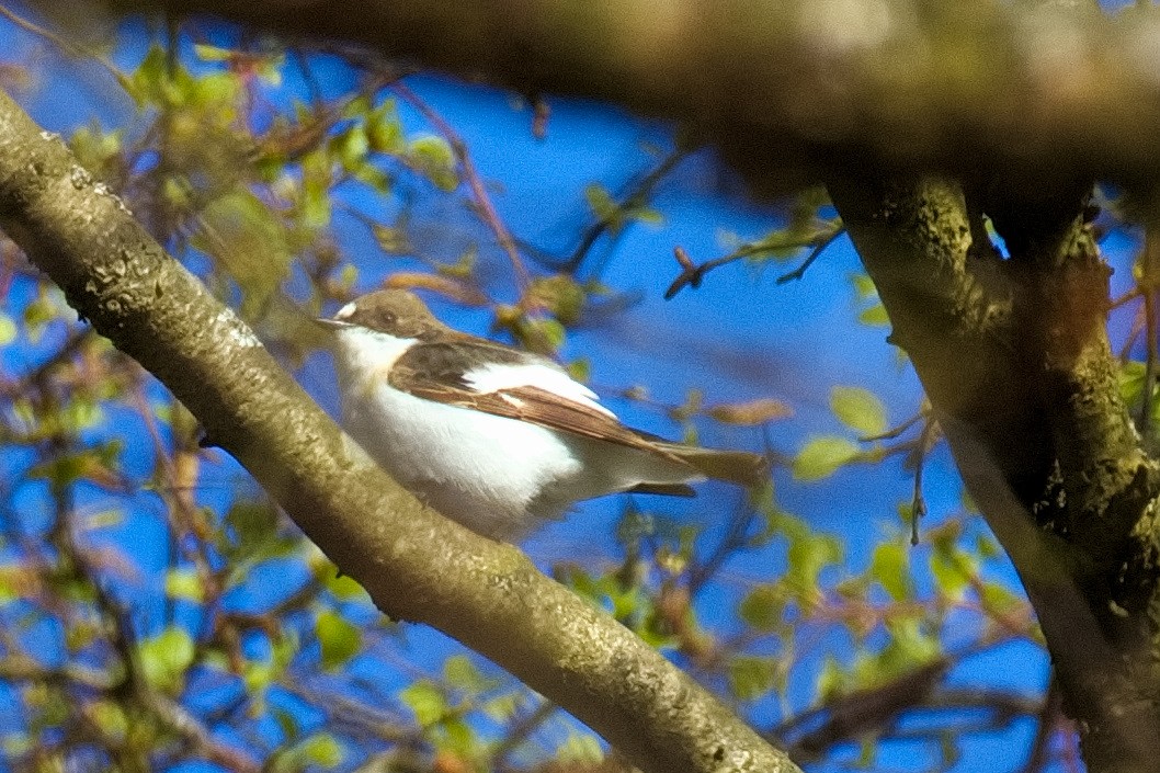 European Pied Flycatcher - Bruce Kerr