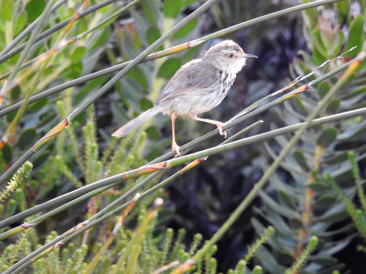 Karoo Prinia - Marco Costa