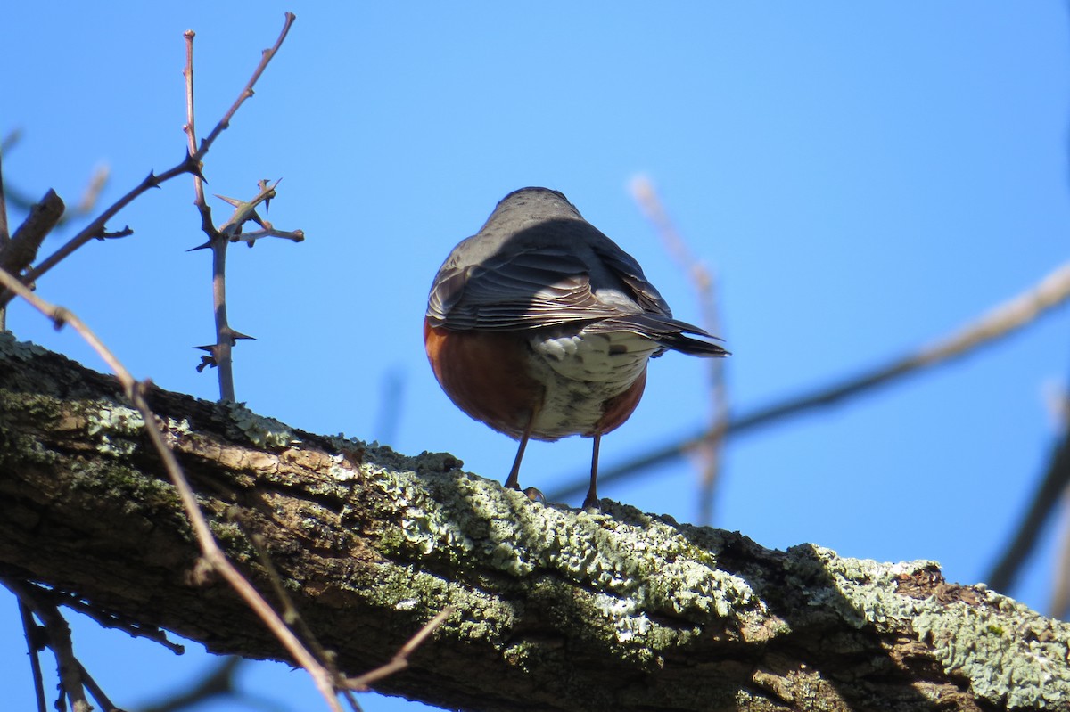 American Robin - ML617930961