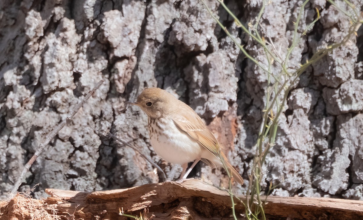 Hermit Thrush - ML617930986