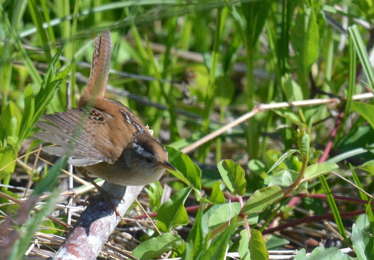 Marsh Wren - Jay Wherley