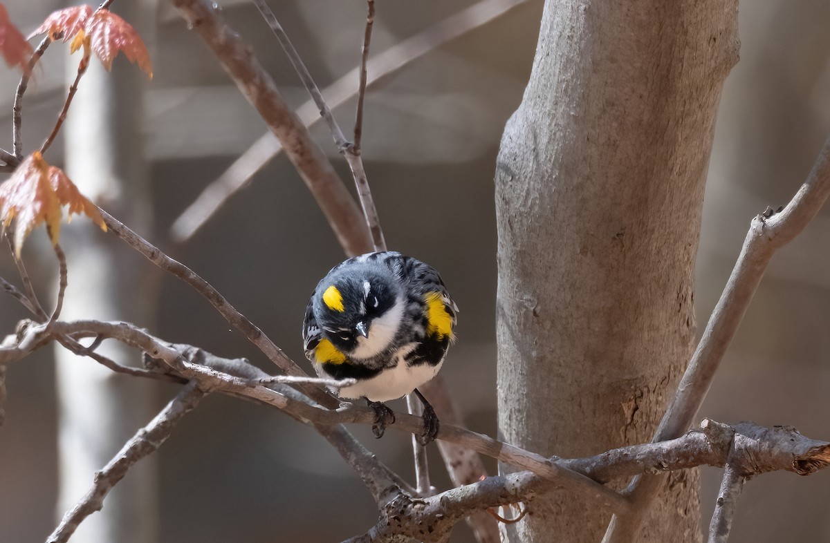 Yellow-rumped Warbler - ML617930996