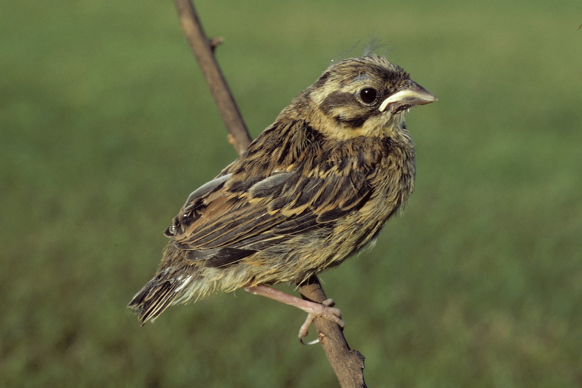 Yellowhammer - ML617931098