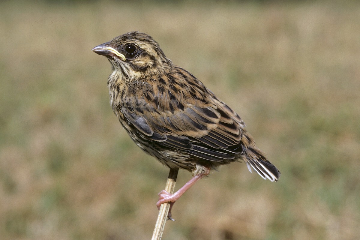 Cirl Bunting - ML617931102