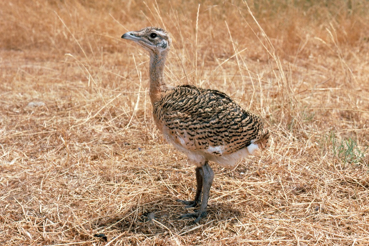 Great Bustard - ML617931112