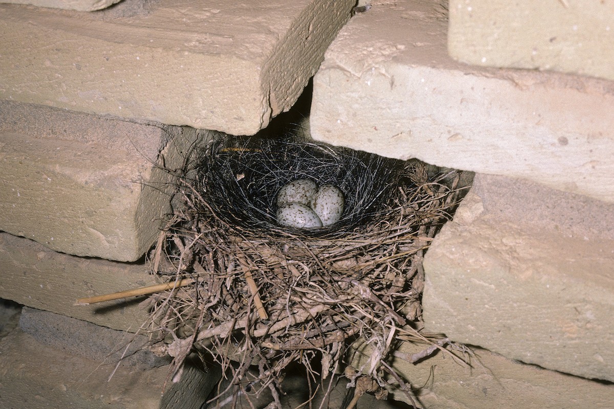 House Bunting - ML617931118