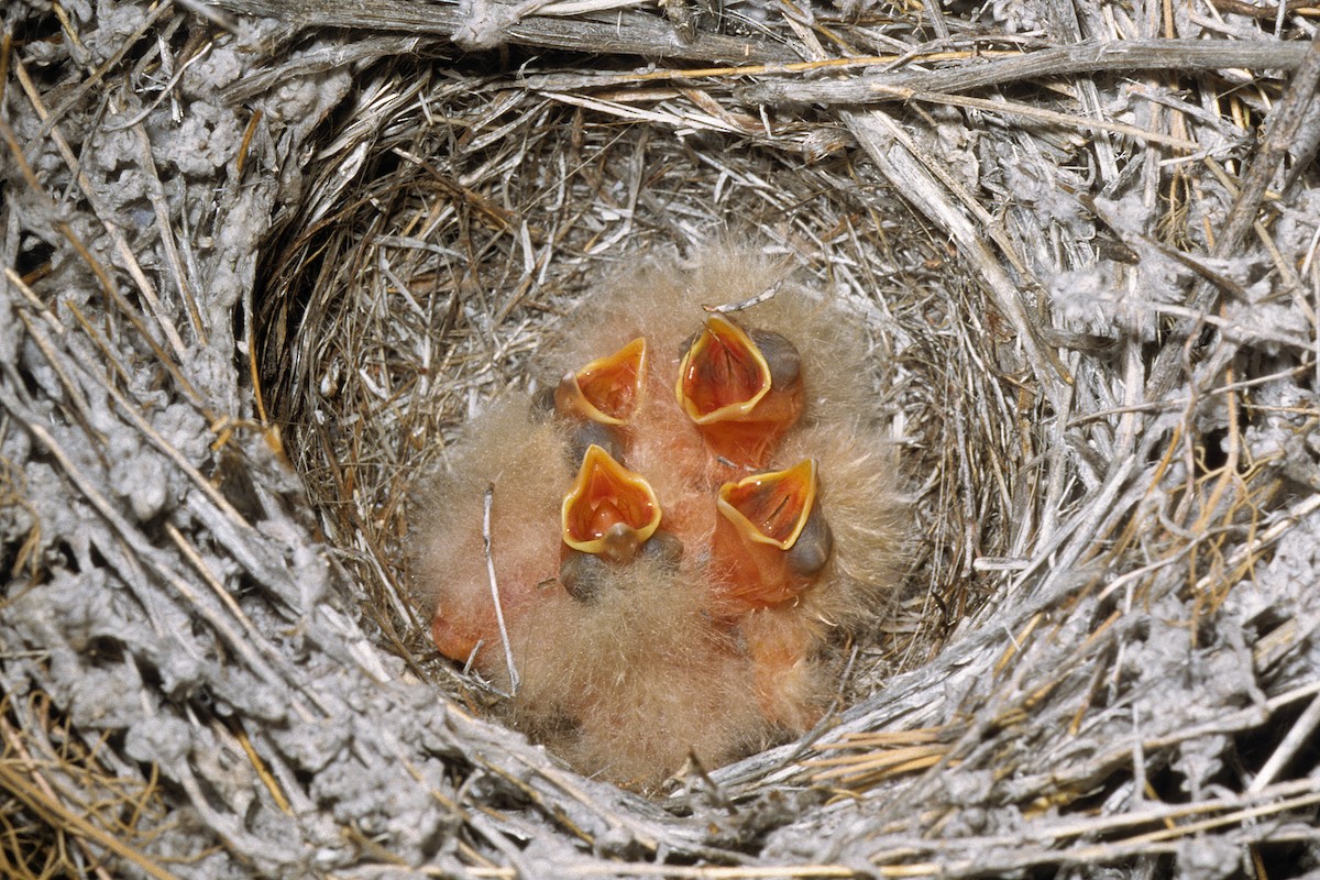 Red-headed Bunting - Peter Castell