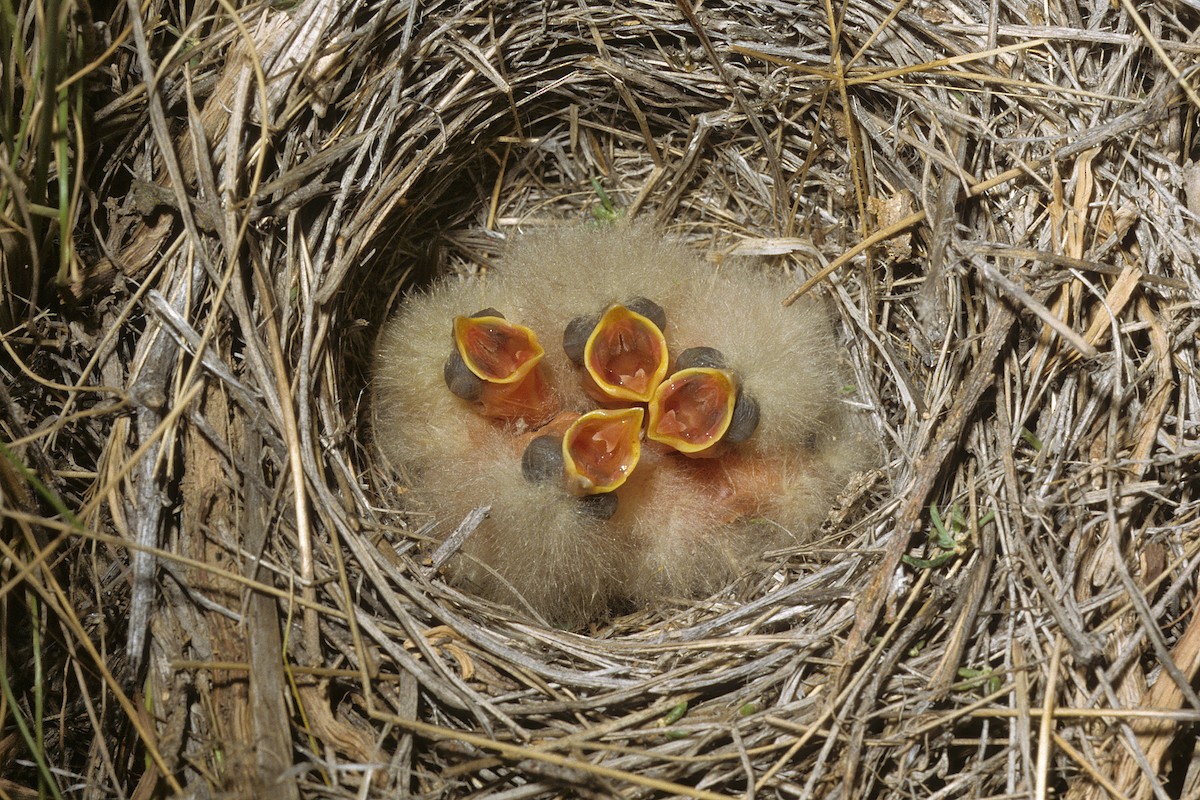 Gray-necked Bunting - ML617931153