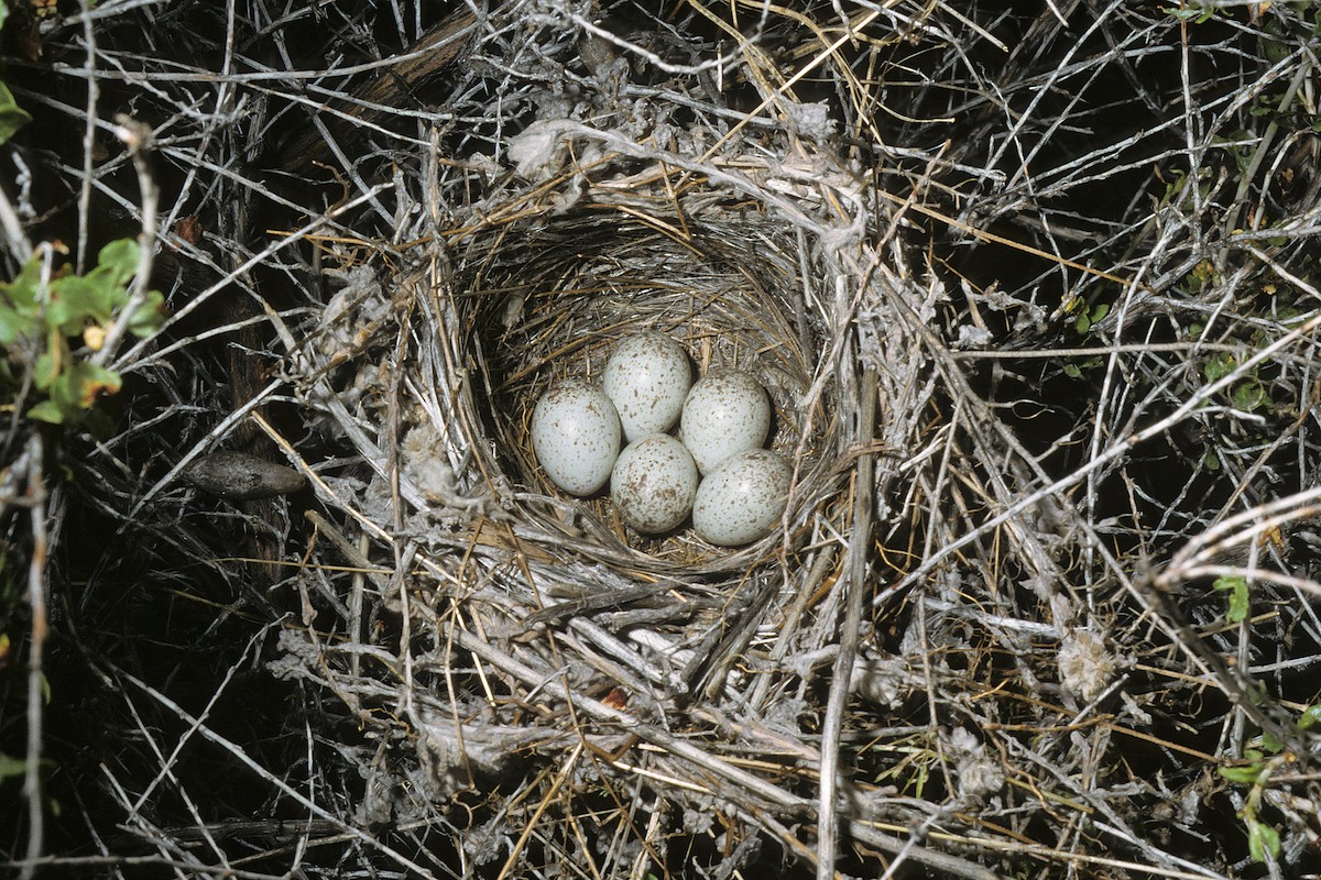 Red-headed Bunting - ML617931156