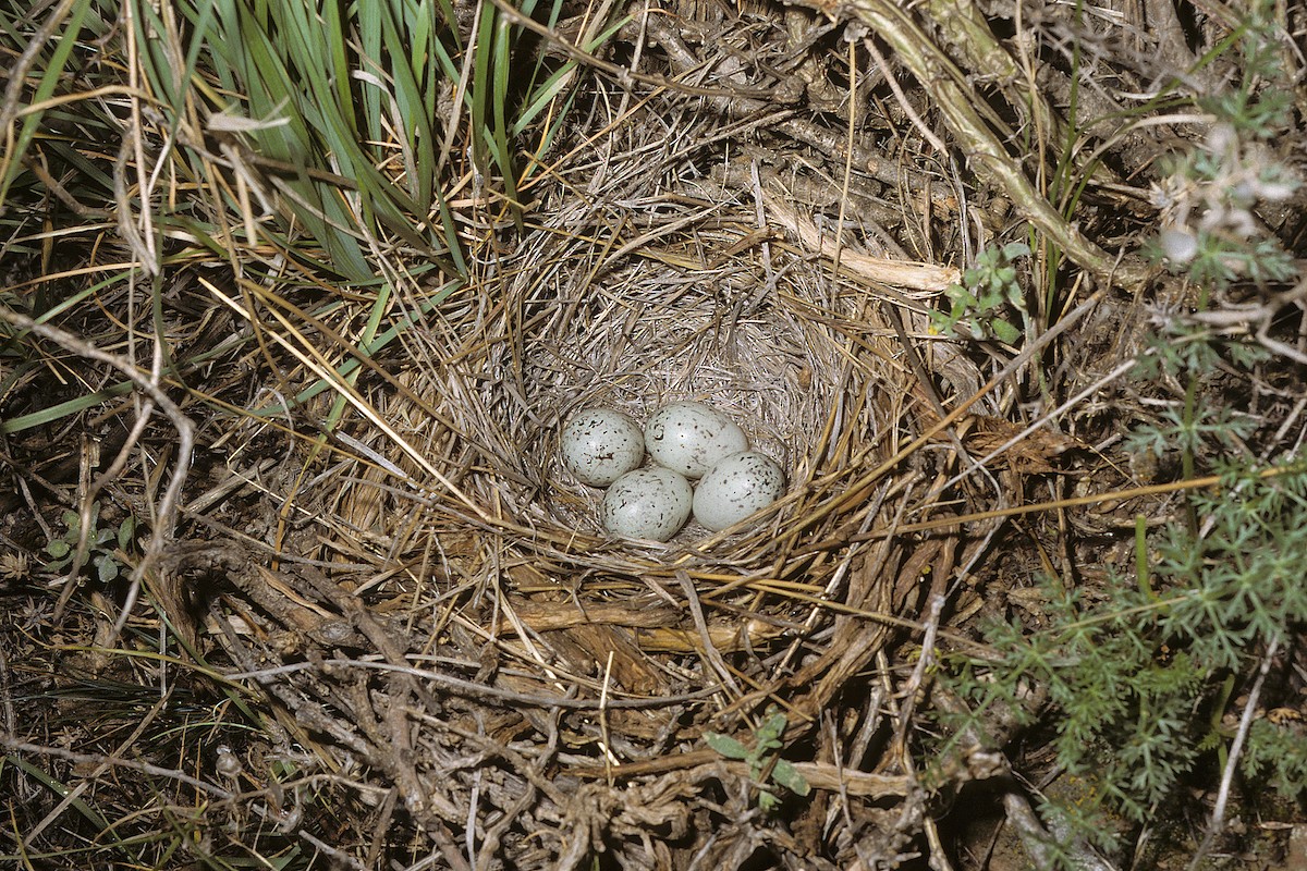 Gray-necked Bunting - ML617931157