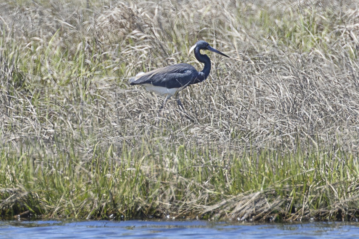 Tricolored Heron - Kris Long