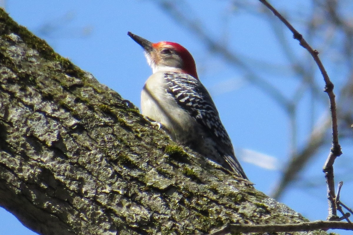 Red-bellied Woodpecker - ML617931217