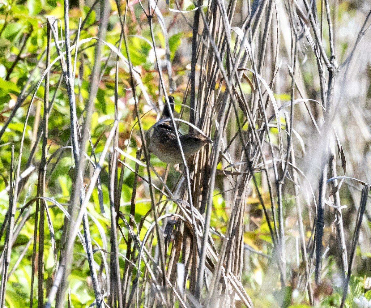 Sedge Wren - ML617931226