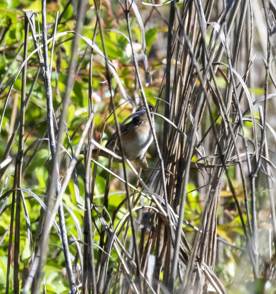 Sedge Wren - ML617931227