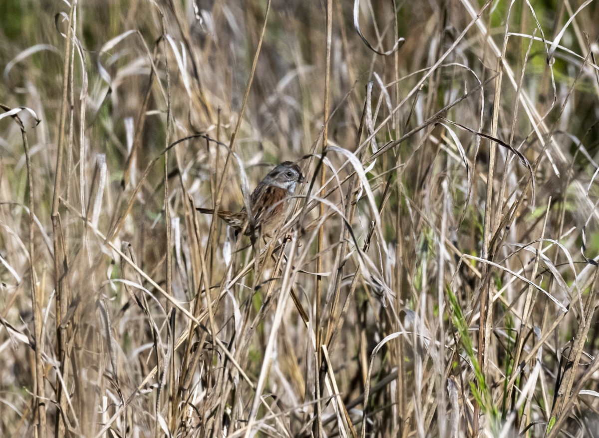 Swamp Sparrow - ML617931240